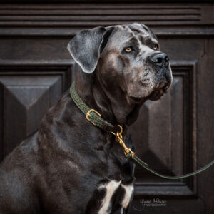Dog Collars & Leads