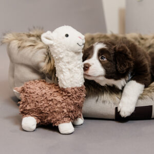 Kentucky Dog Toy - Alpaca Alfredo