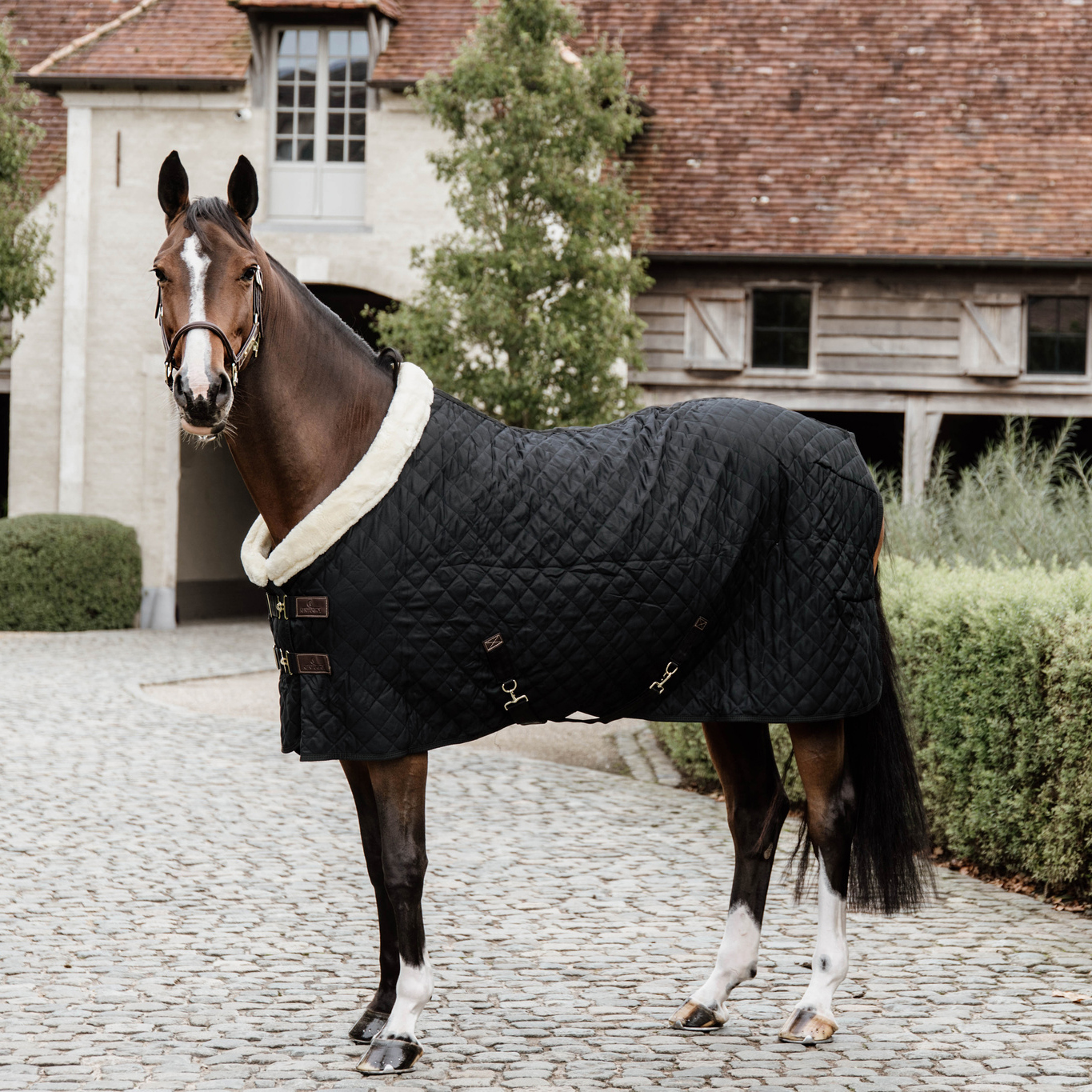 Kentucky Show Rug - Image 2
