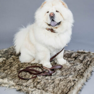 Kentucky Fuzzy Blanket To Go Dog Bed