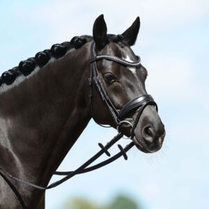 Passier BLU Spirit Snaffle Bridle with Web Reins