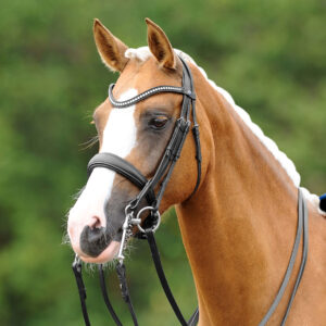 Passier BLU Dream Double Bridle with Double Reins