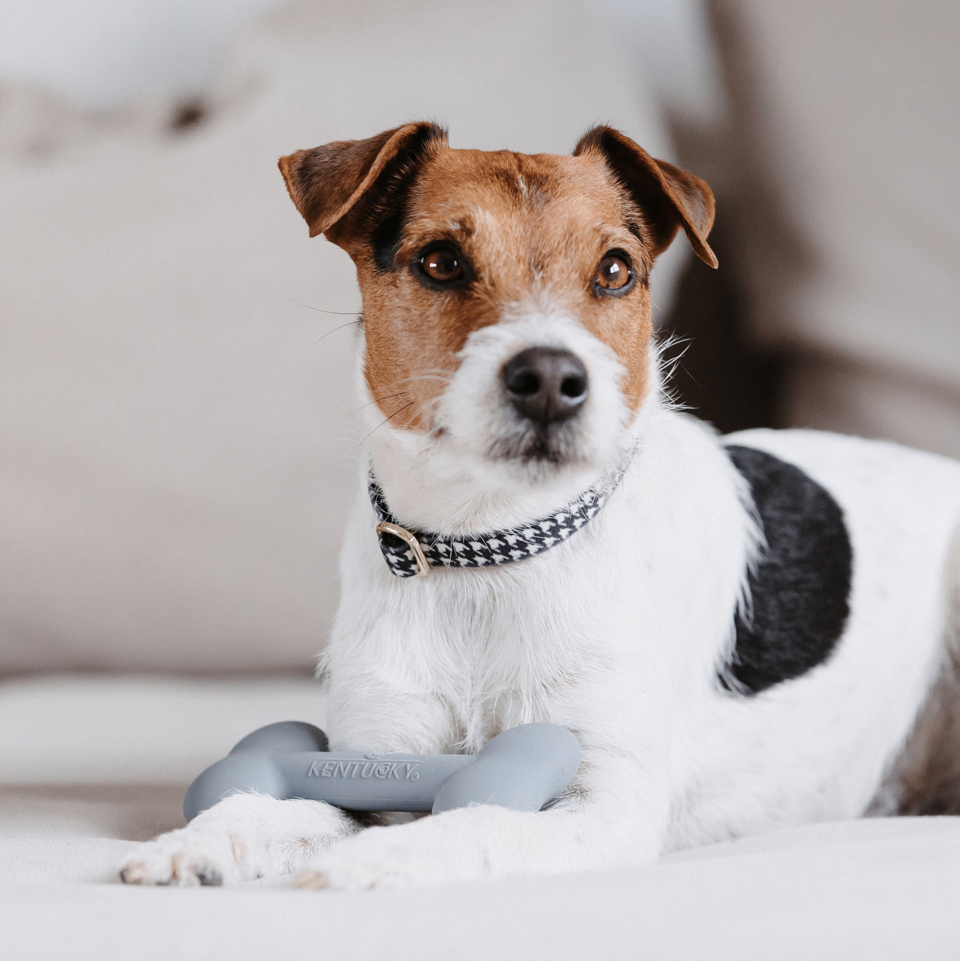 Kentucky Dog Toy - Silicone Bone - Image 3