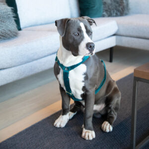 Kentucky Velvet Loop Dog Harness
