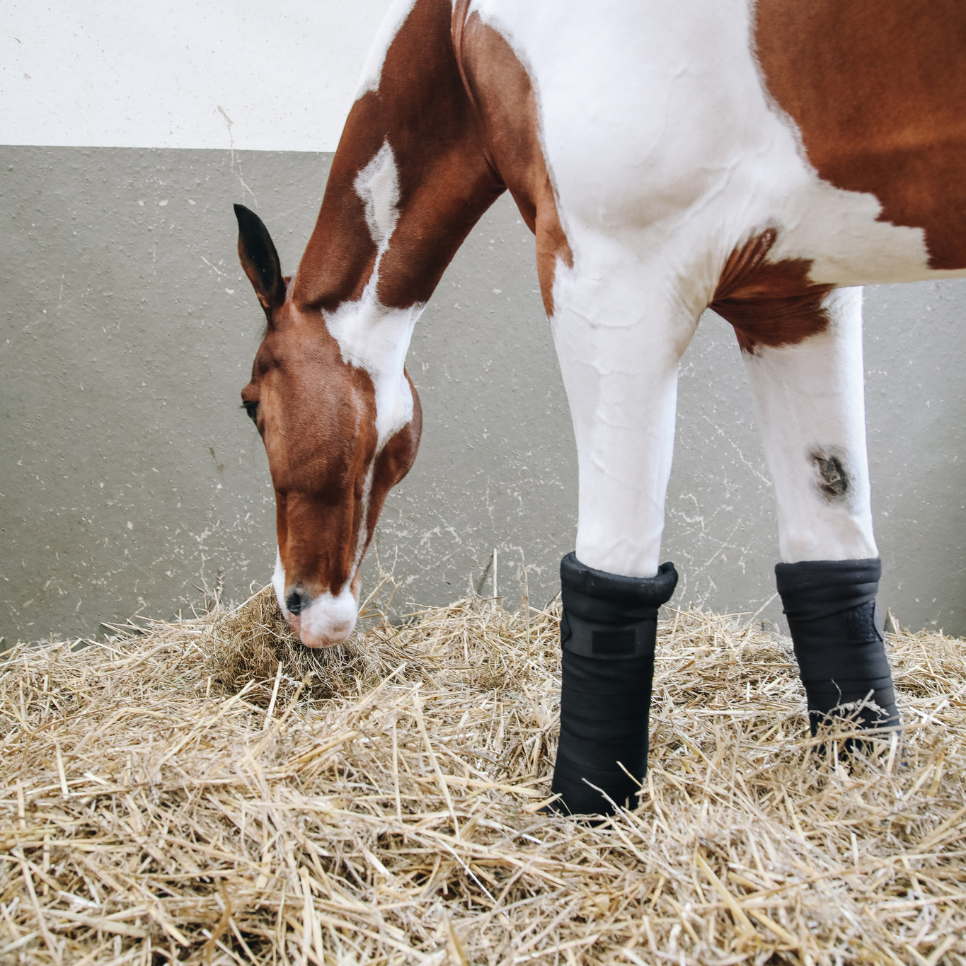 Kentucky Repellent Stable Bandages - Image 5