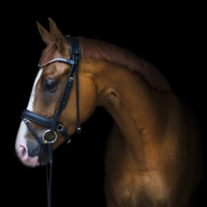 Utzon Equestrian Olympic Snaffle Bridle