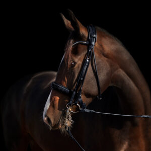 Utzon Equestrian Olympic Double Bridle