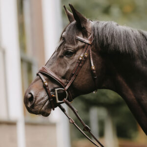 Dy'on D Collection Anatomic Flash Noseband Bridle