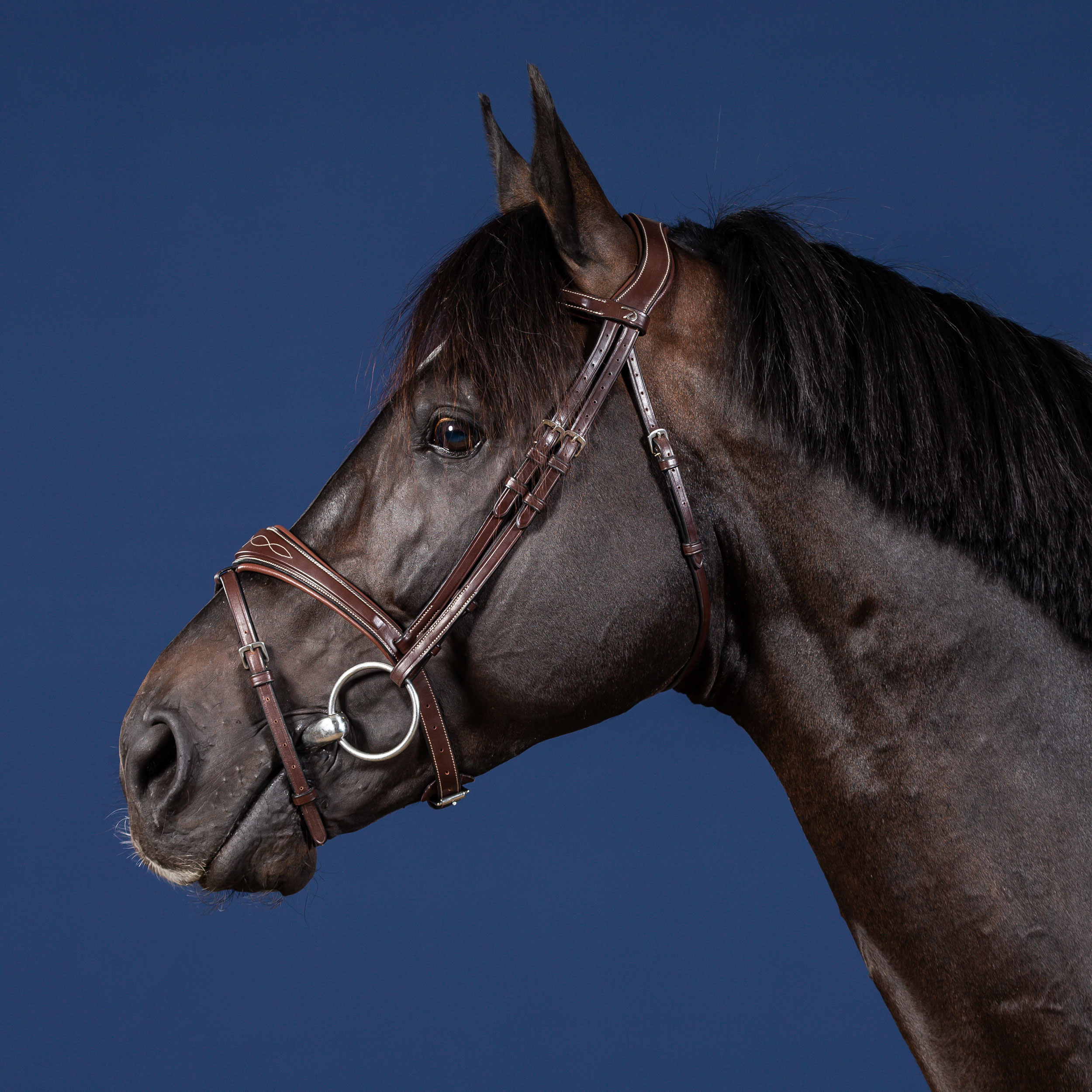 Dy'on US Collection Anatomic Flash Noseband Bridle
