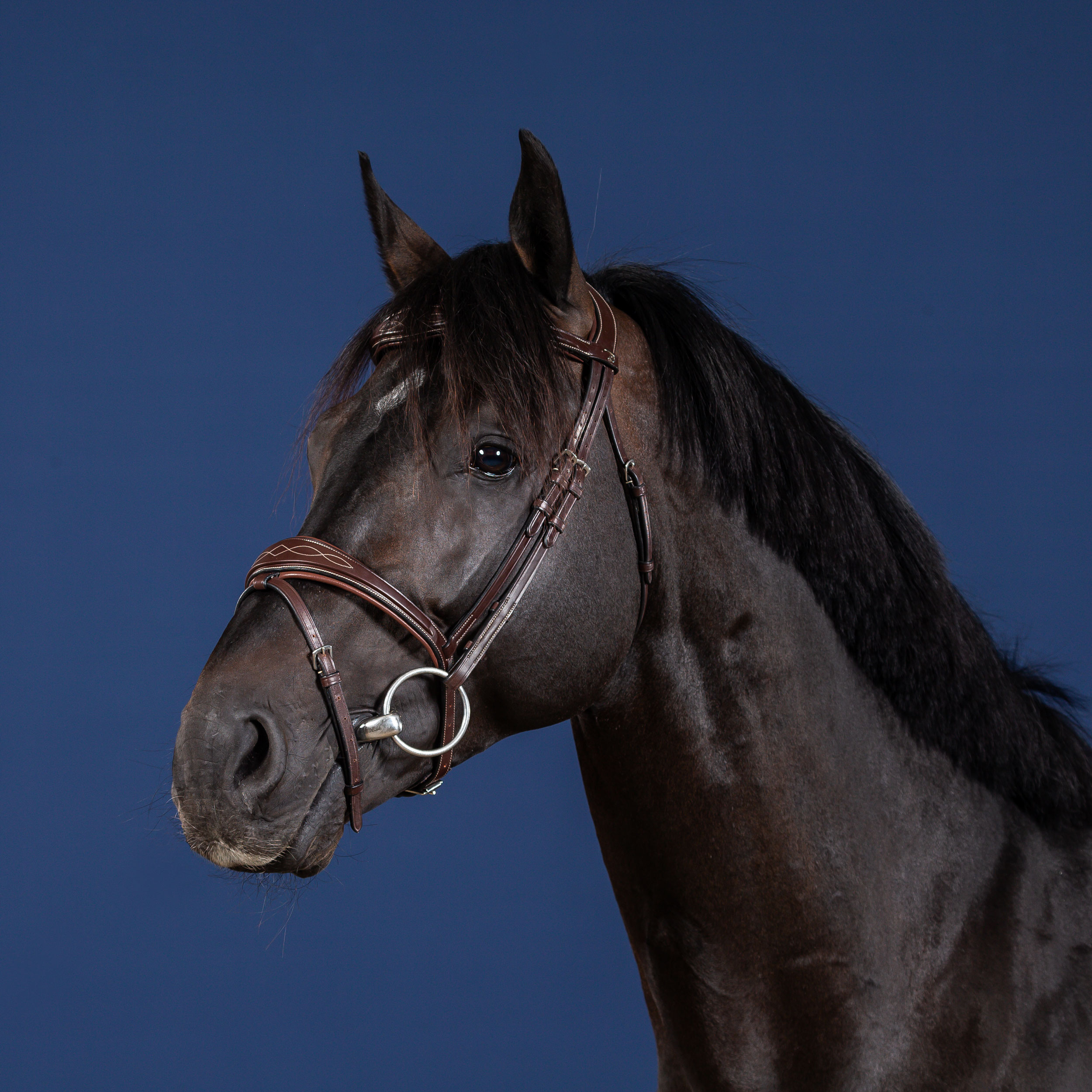 Dy'on US Collection Anatomic Flash Noseband Bridle - Image 2