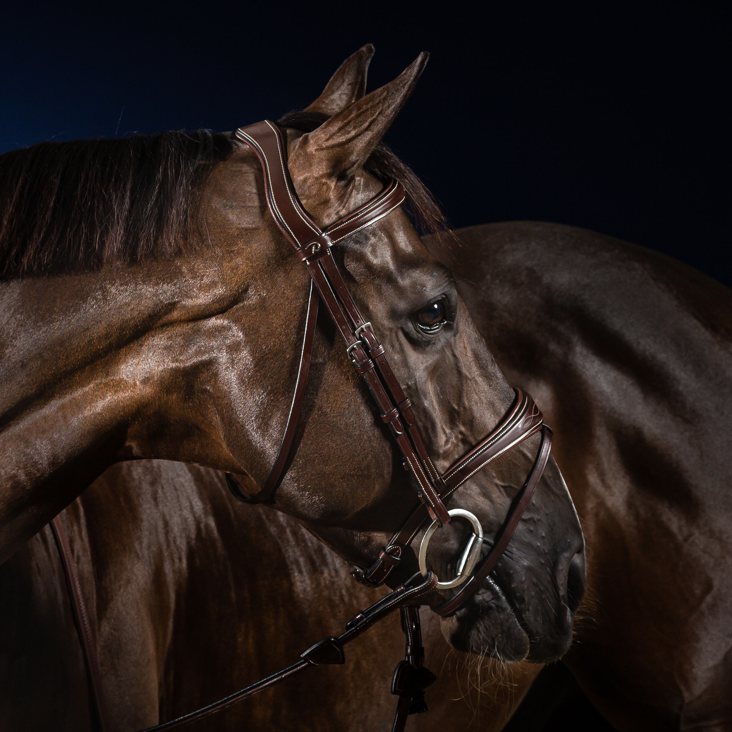 Dy'on US Collection Anatomic Flash Noseband Bridle - Image 3