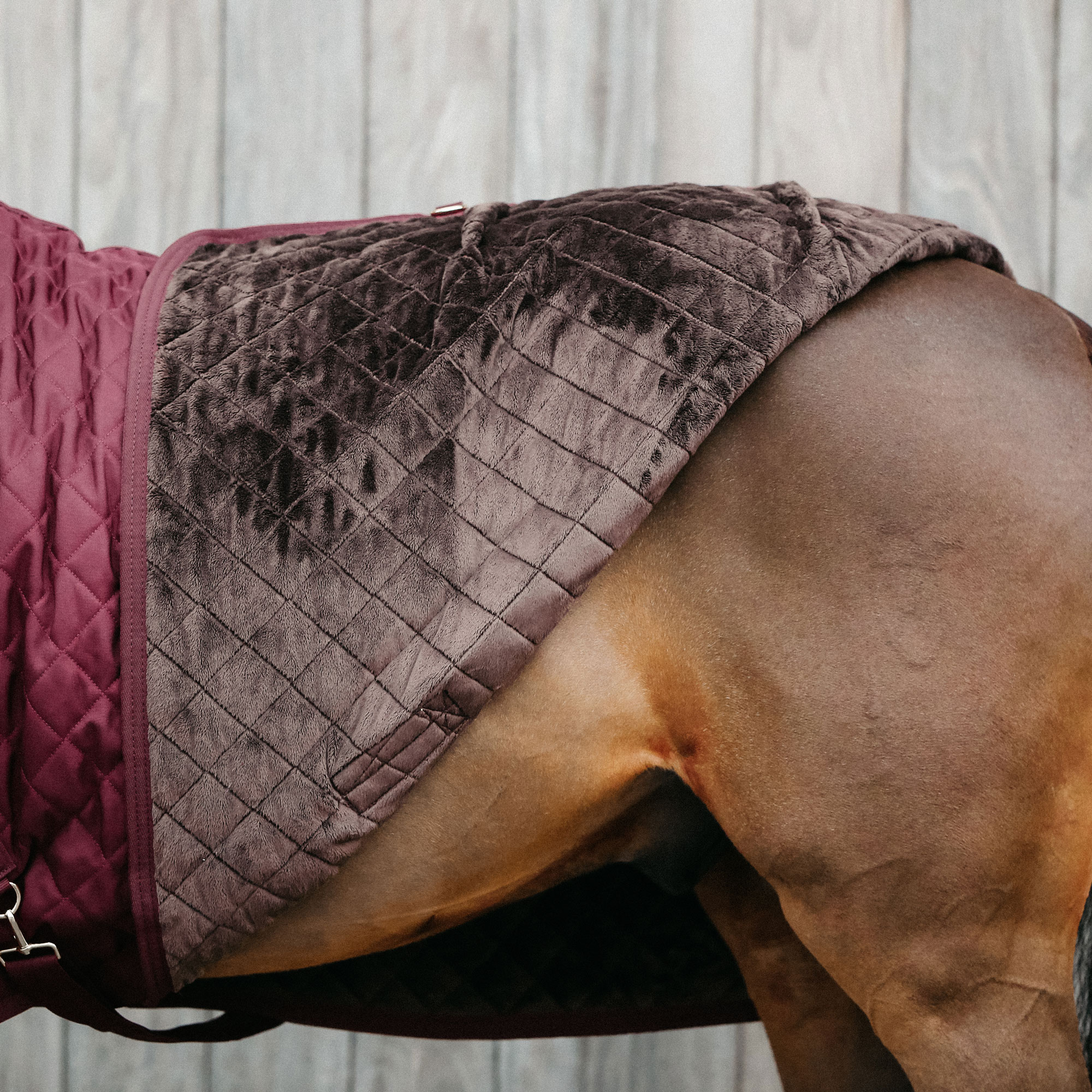 Kentucky Show Rug - Bordeaux - Image 3