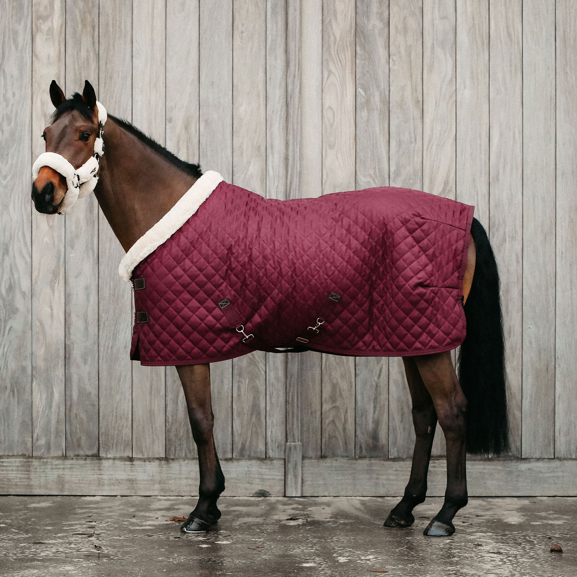 Kentucky Show Rug - Bordeaux
