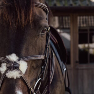 Dy'on Bridles