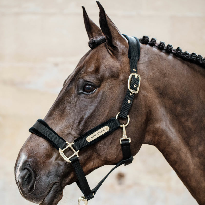 Kentucky Horsewear Velvet Head Collar - Black