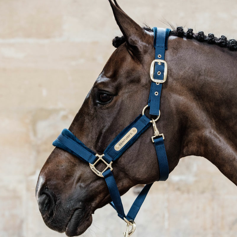 Kentucky Horsewear Velvet Head Collar - Navy