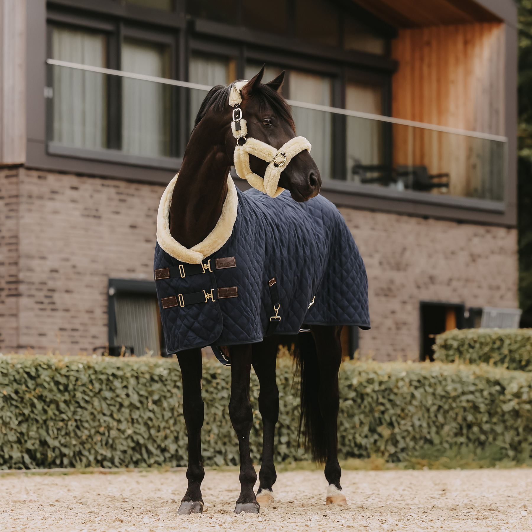 Kentucky Show Rug - Navy