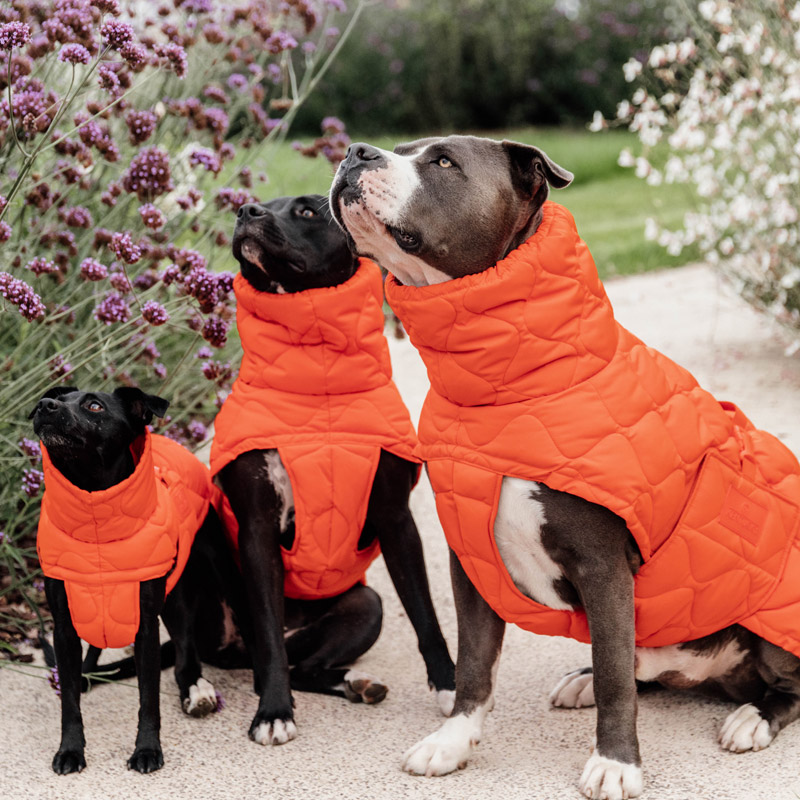 Kentucky Dog Coat Winter Pina - Orange