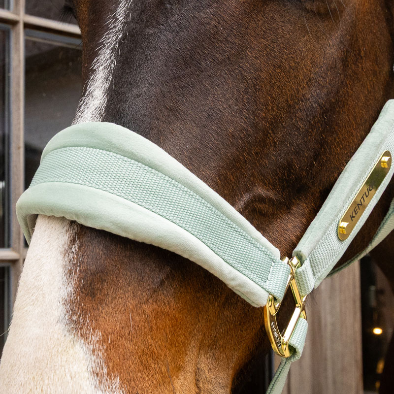 Kentucky Horsewear Velvet Head Collar - Mint - Image 2