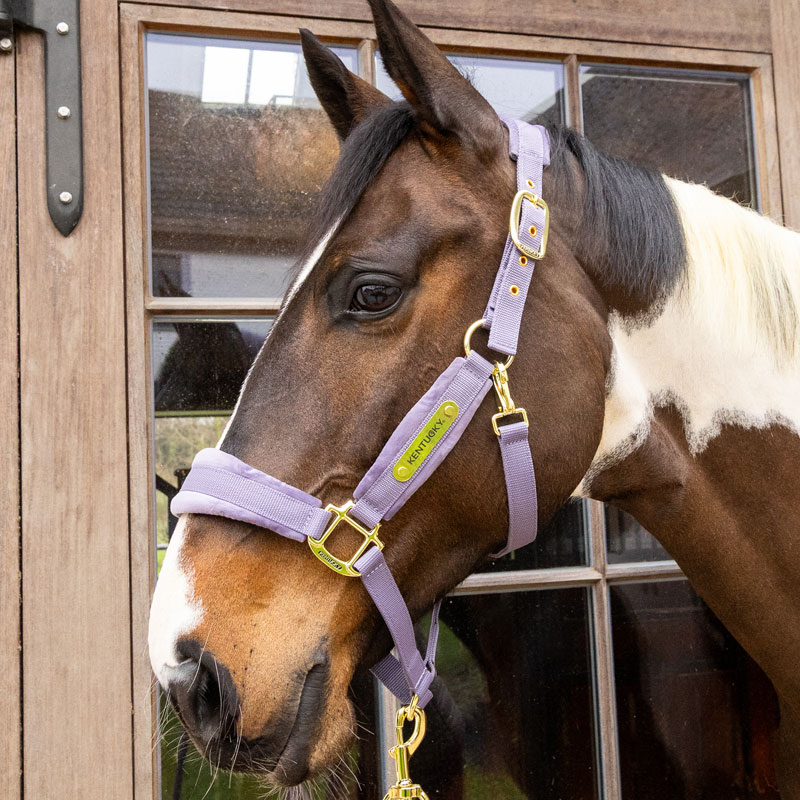 Kentucky Horsewear Velvet Head Collar - Purple