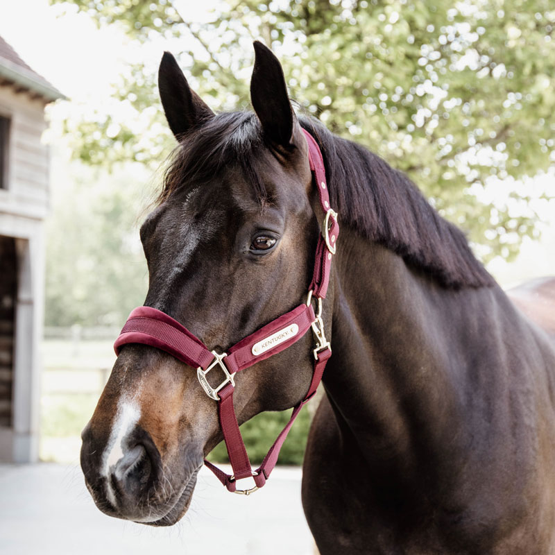 Kentucky Horsewear Velvet Head Collar - Bordeaux