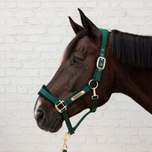 Kentucky Horsewear Velvet Head Collar - Pine Green