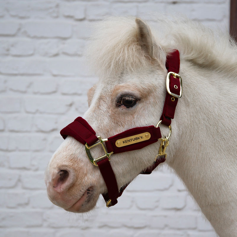 Kentucky Horsewear Velvet Head Collar - Bordeaux - Image 2