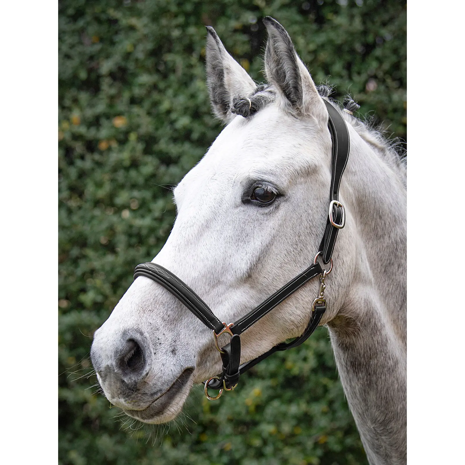 Equiline Leather Safety Halter - Black - Image 2